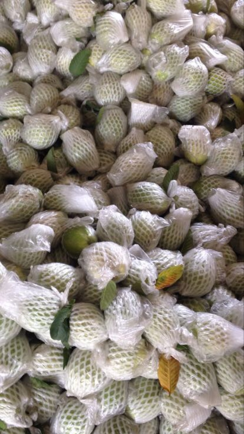 【精品】红心芭乐，一件代发，一手货源，产地直发白心番石榴