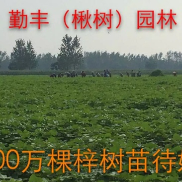 梓树