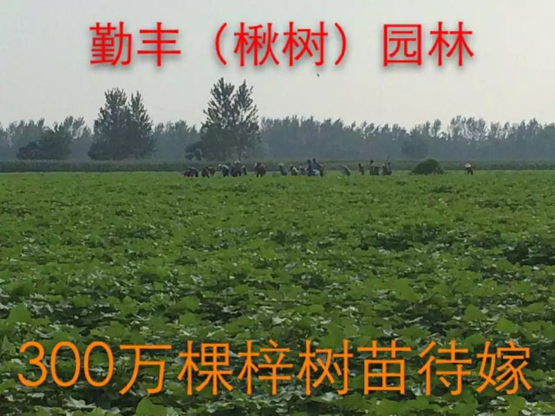 梓树