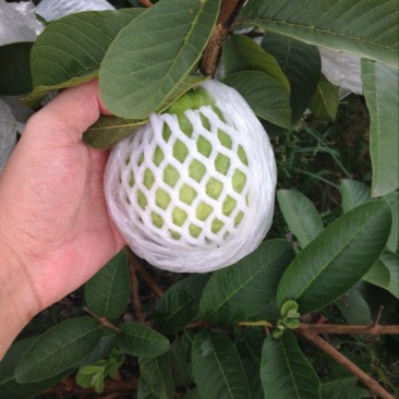 西瓜番石榴白心芭乐