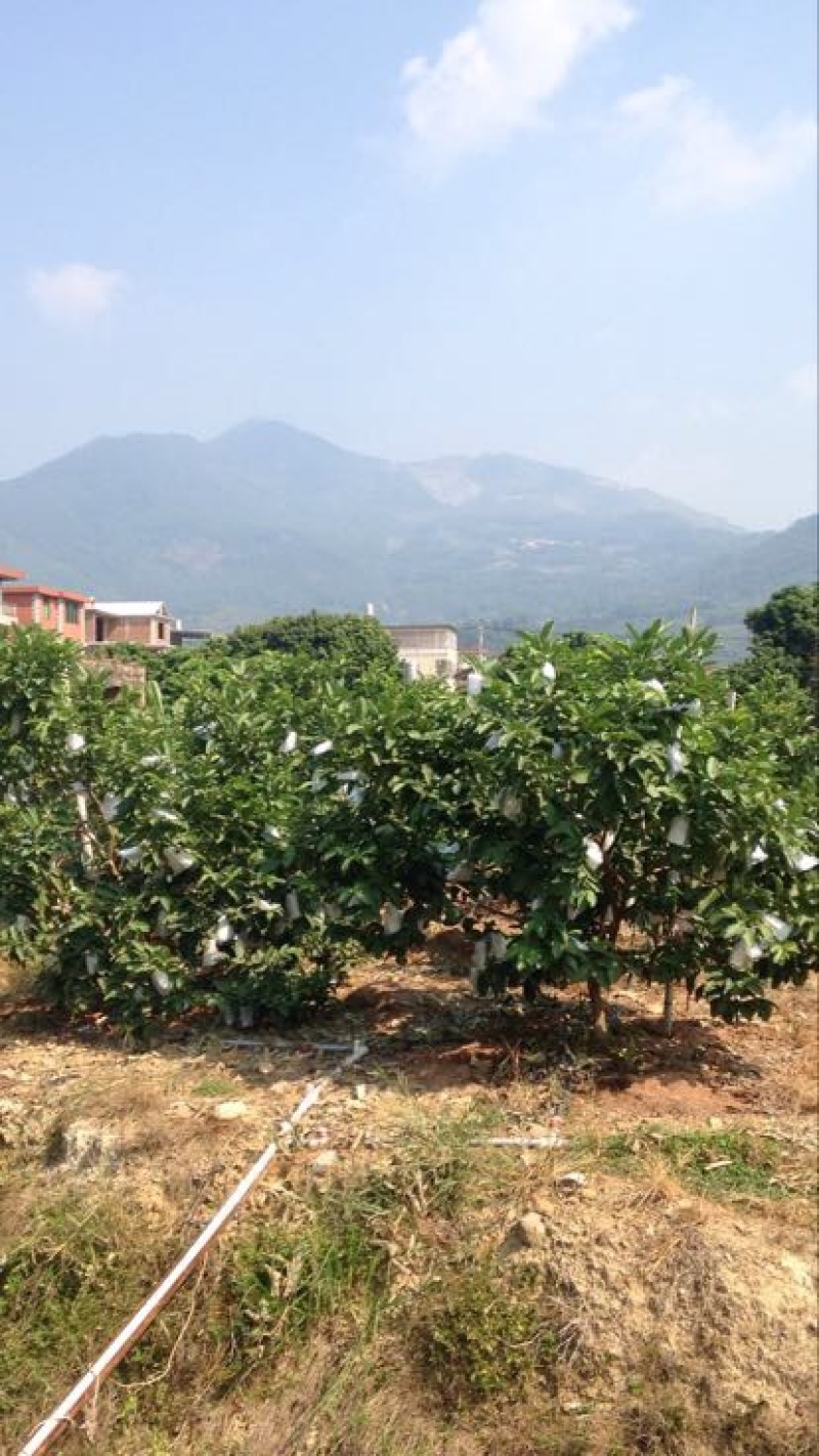 西瓜番石榴白心芭乐