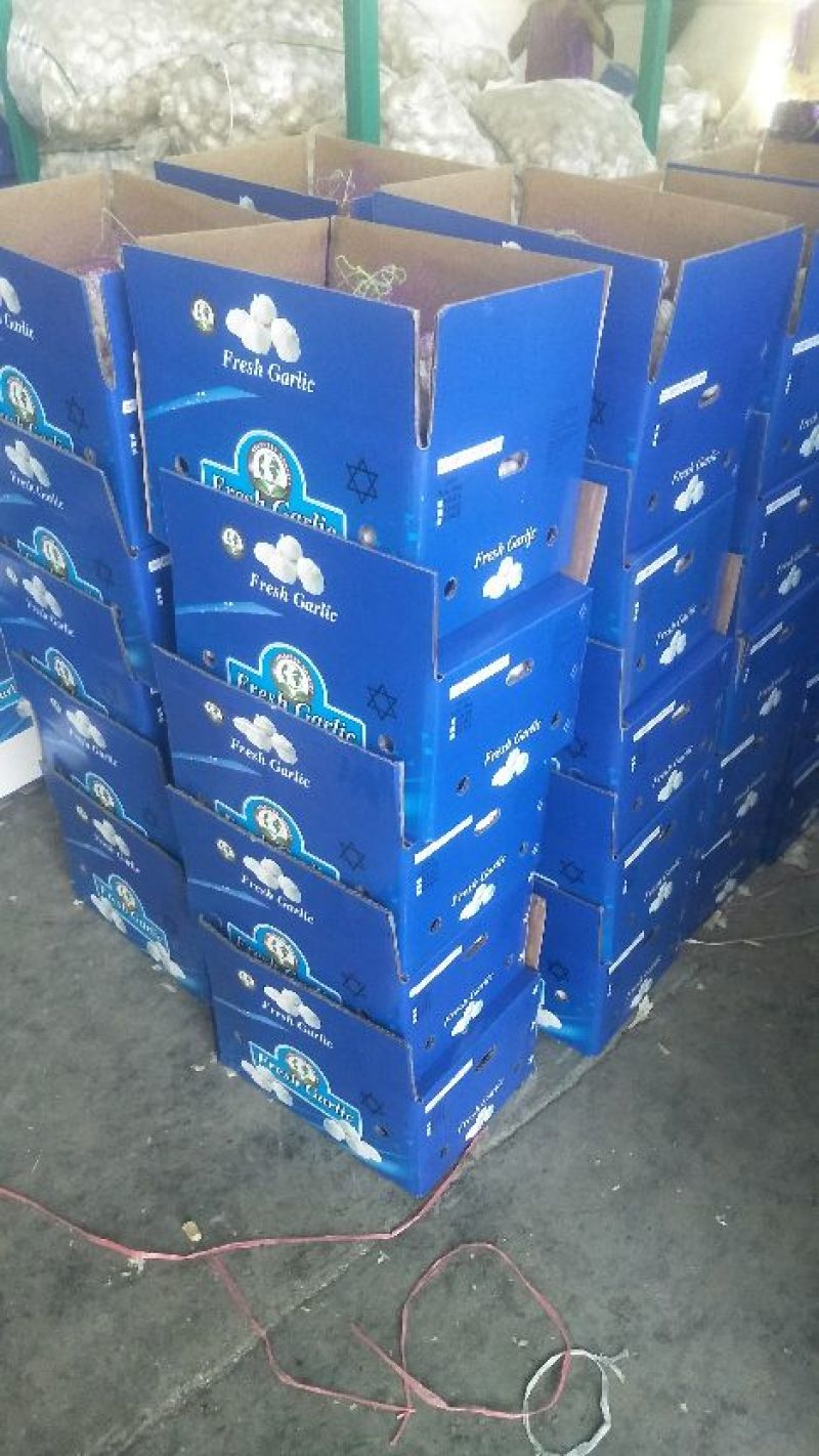 精品大蒜实力代办大批量供应可视频看货有杂交大蒜有太空大