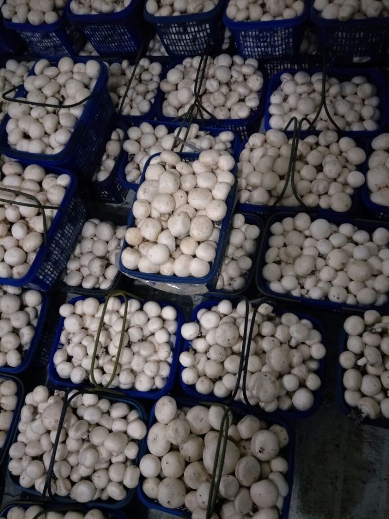 双孢菇，褐菇