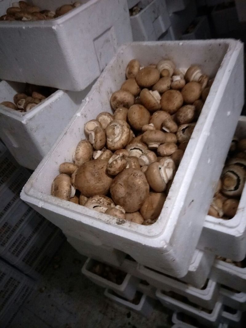 双孢菇，褐菇