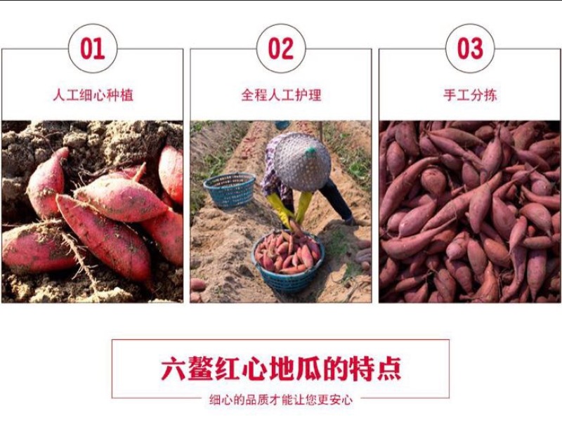 福建六鳌红薯西瓜红，5斤装，3两至1.5斤，商品薯……