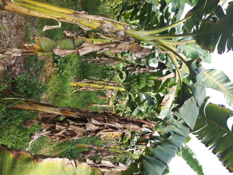 粉蕉大量出货，每斤2.1