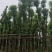香樟移植香樟