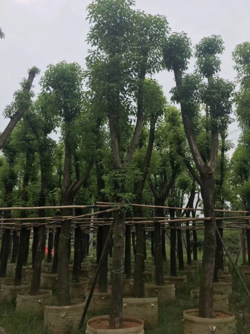 香樟移植香樟