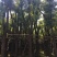 香樟移植香樟