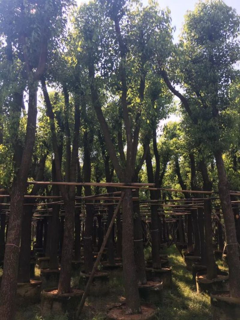 香樟移植香樟