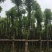 香樟移植香樟