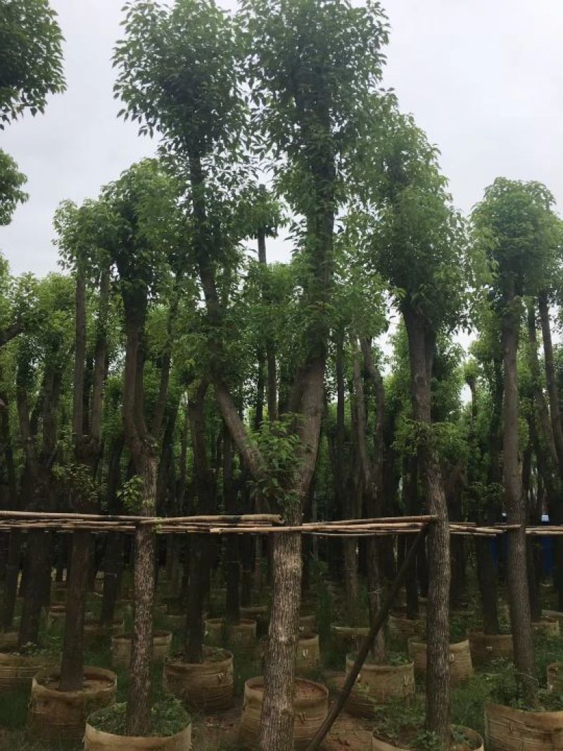 香樟移植香樟
