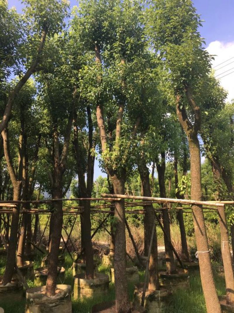 香樟移植香樟
