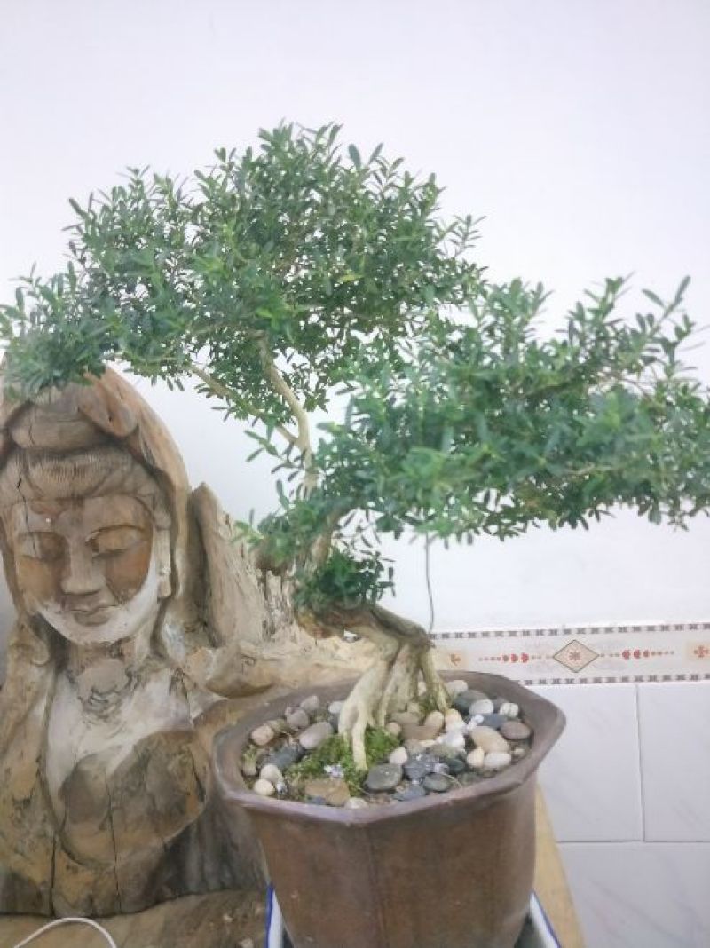 雀舌黄杨