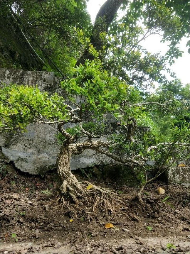 雀舌黄杨