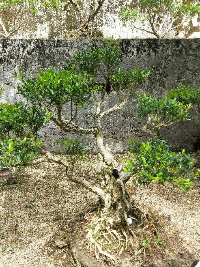 雀舌黄杨