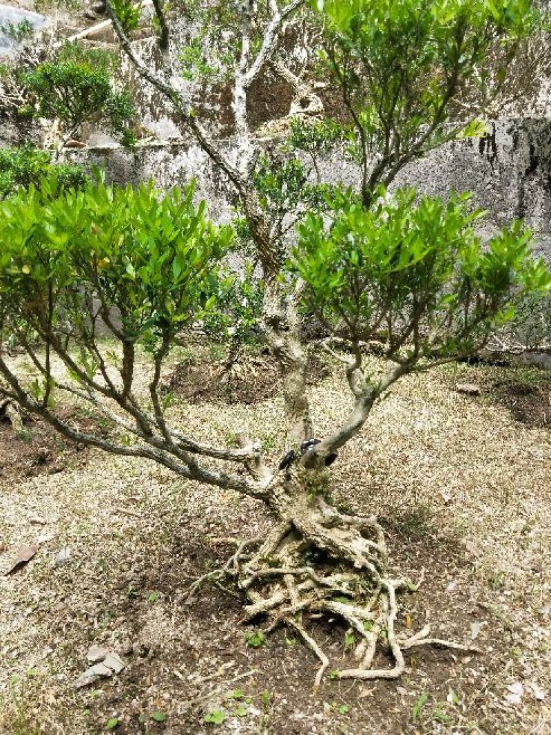 雀舌黄杨
