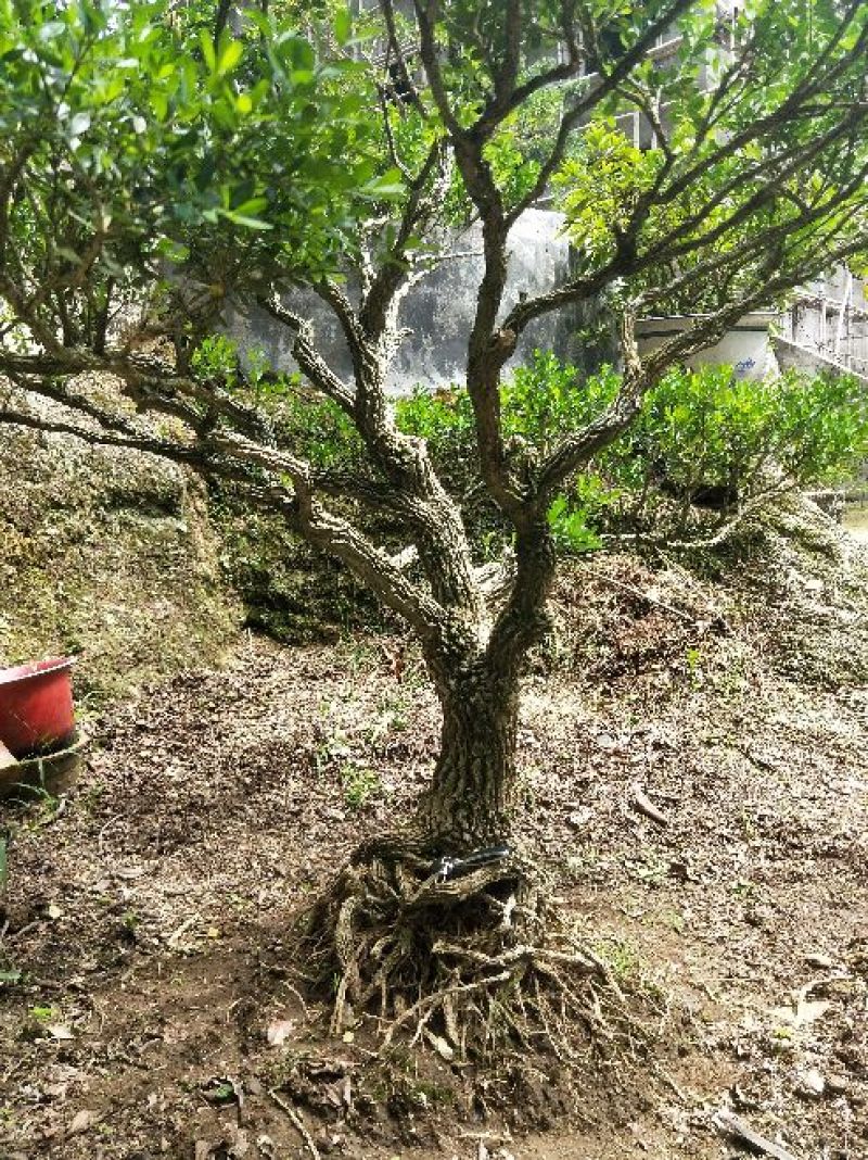 雀舌黄杨