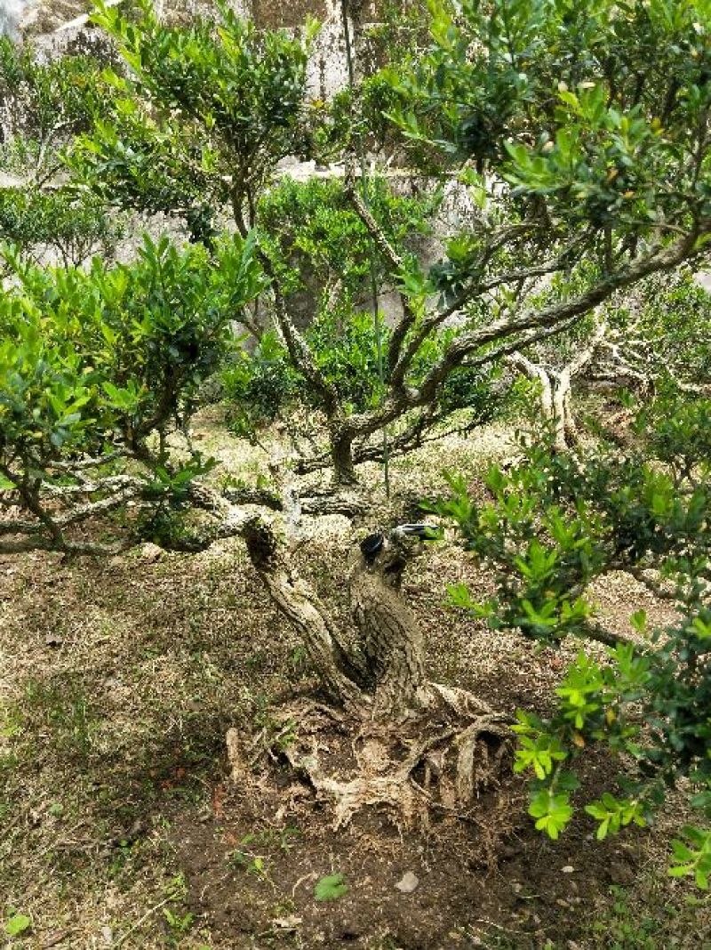 雀舌黄杨
