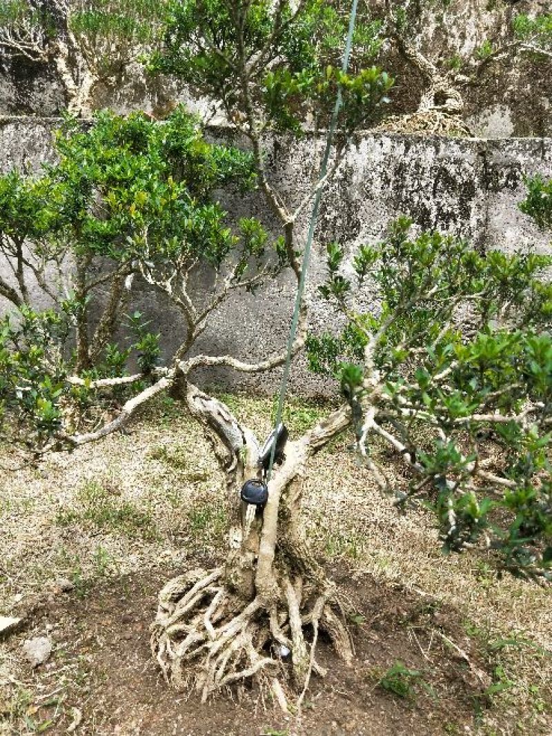 雀舌黄杨