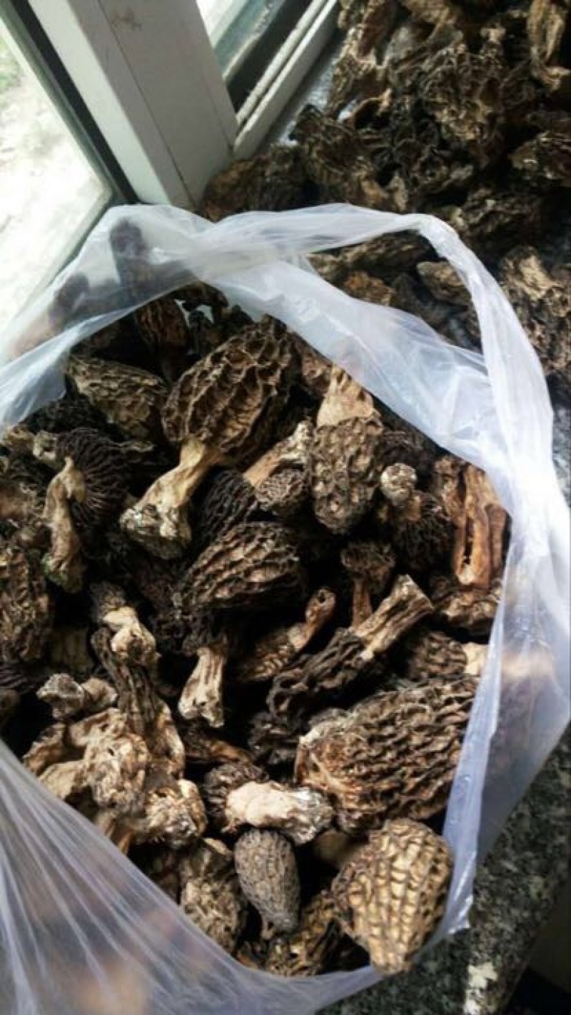 羊肚菌野生中上通货