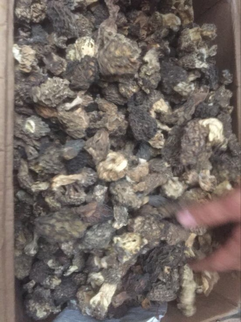 羊肚菌野生中上通货