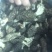 羊肚菌野生中上通货