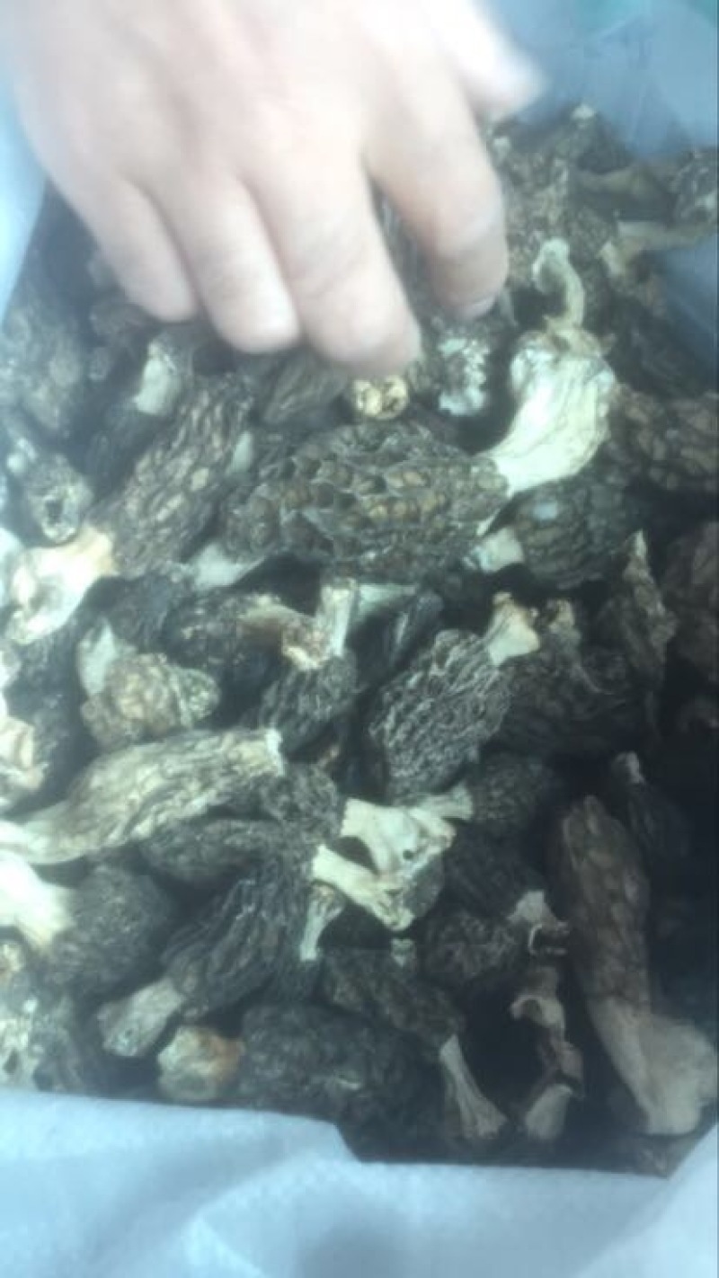 羊肚菌野生中上通货