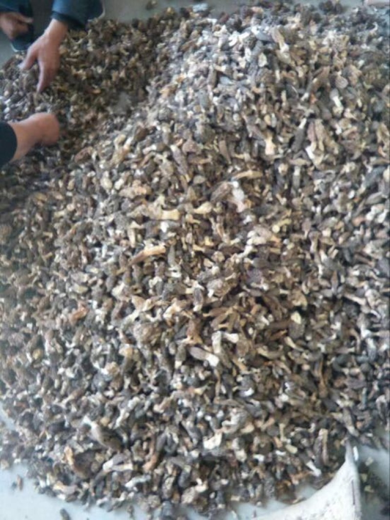 羊肚菌野生中上通货