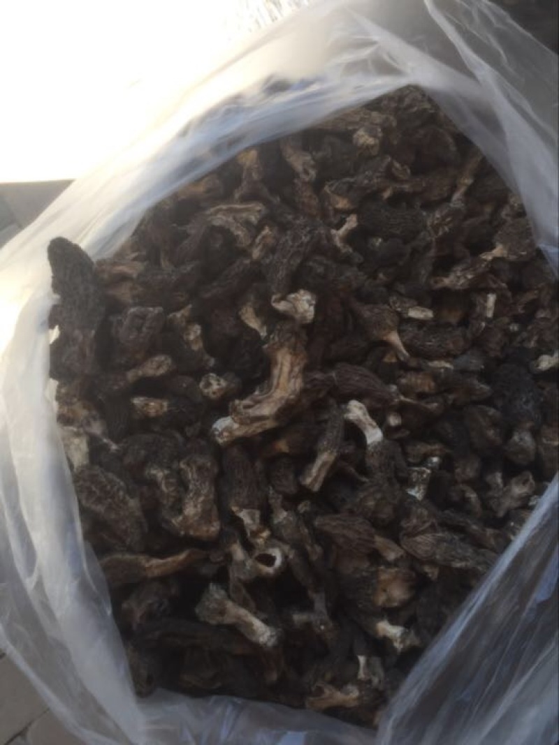 羊肚菌野生中上通货