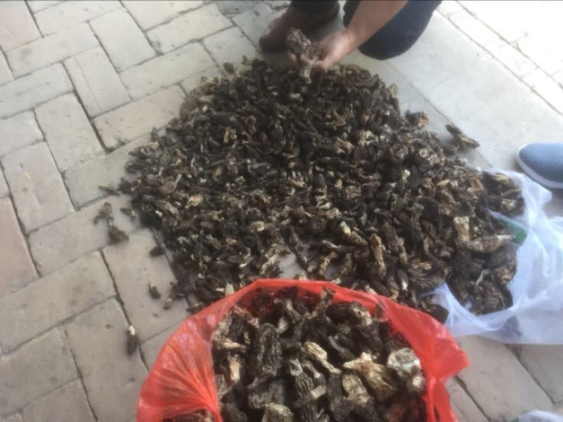 羊肚菌野生中上通货