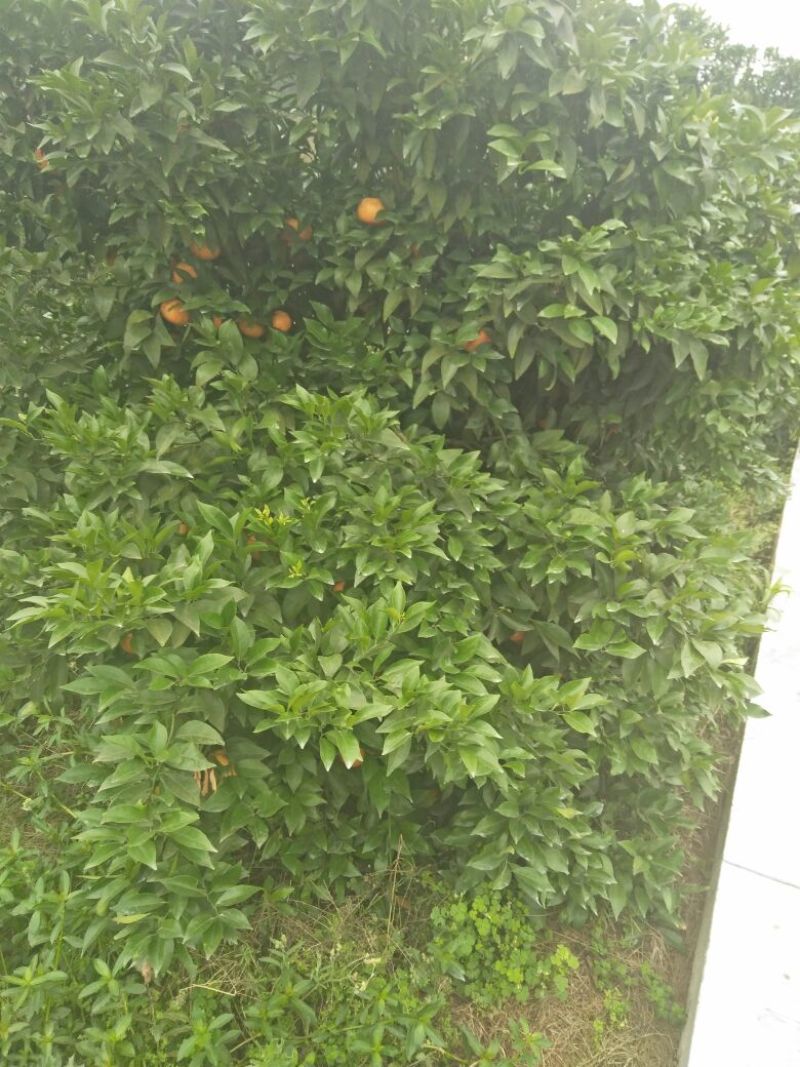 柑橘苗