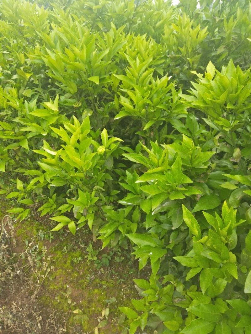柑橘苗