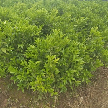柑橘苗