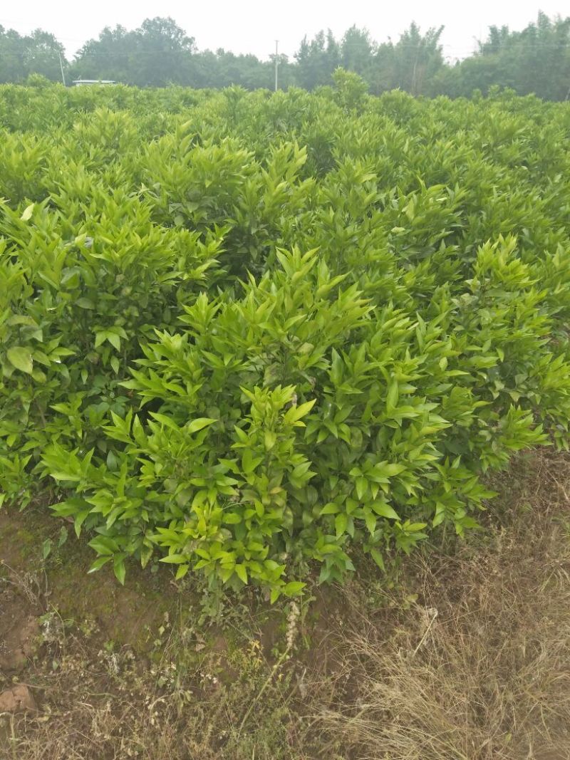 柑橘苗
