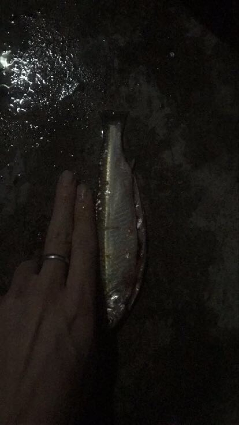 鲮鱼正宗西江活鲮鱼白条边鱼鲩鱼货源充