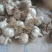 蒜农直供优质脱水大蒜,蒜米料500吨
