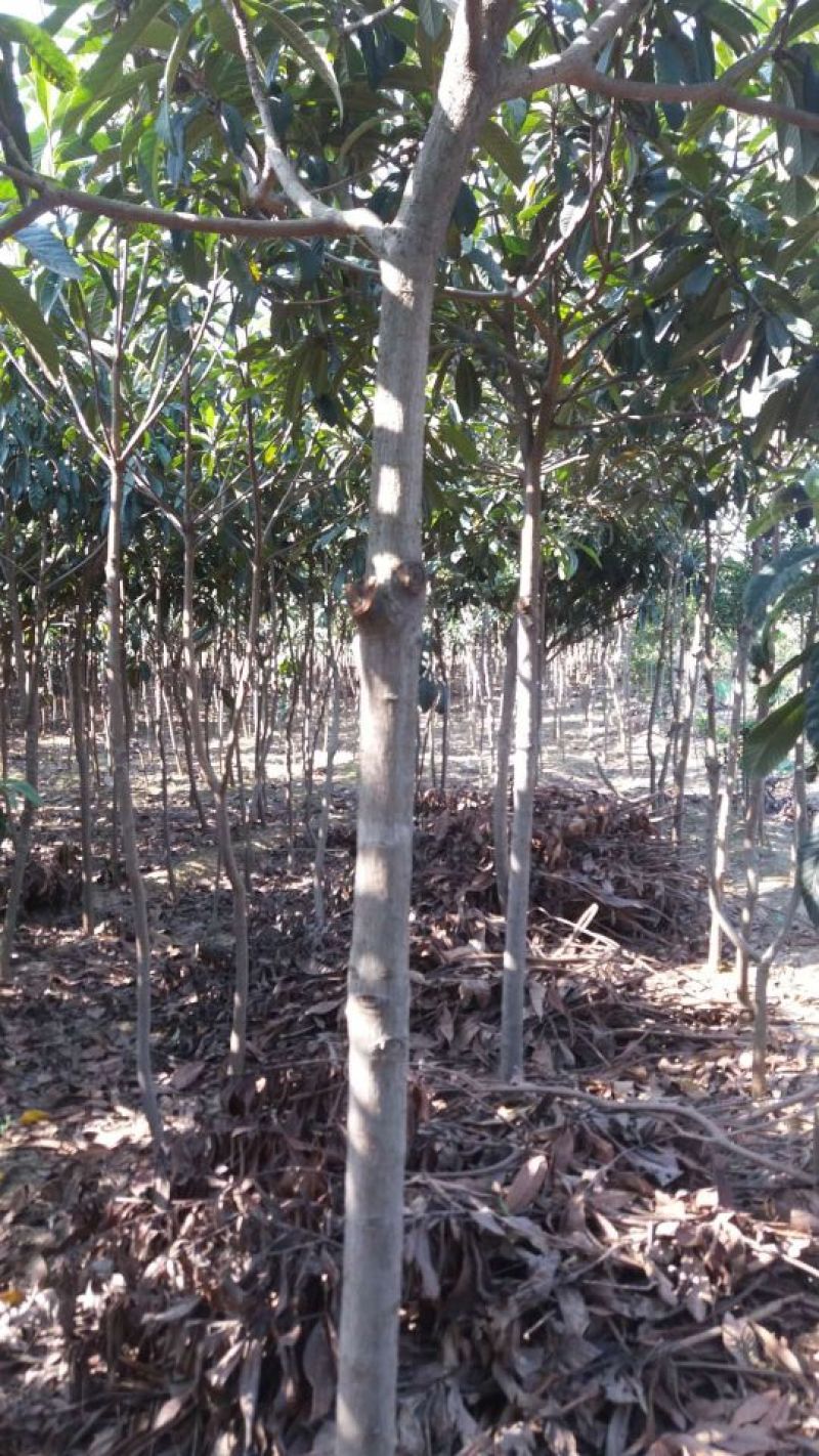 专营绿化枇杷树