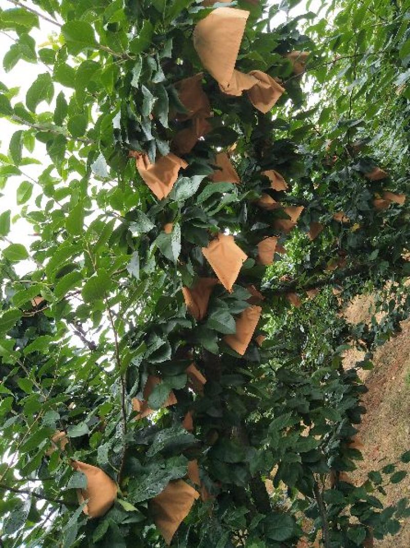 翠冠梨，各种规格光果，精品套袋果！