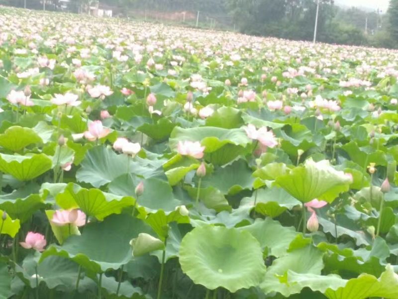 新鲜水果莲上市