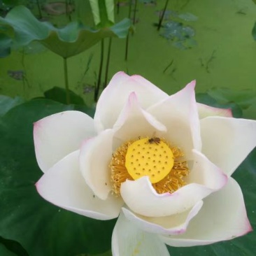 新鲜水果莲上市