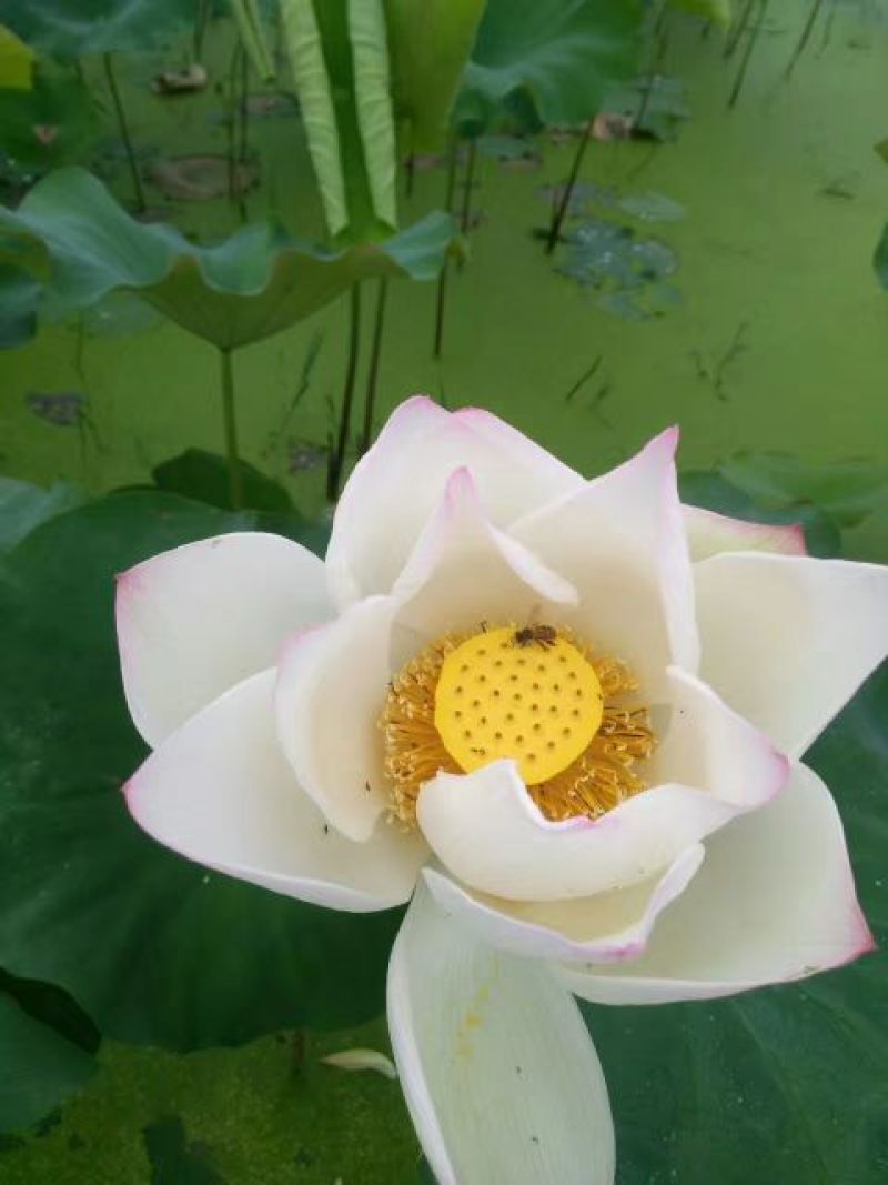 新鲜水果莲上市