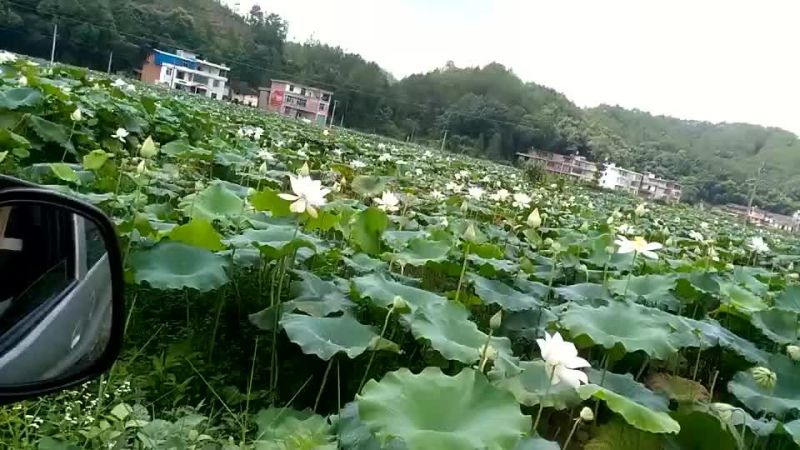 新鲜水果莲上市