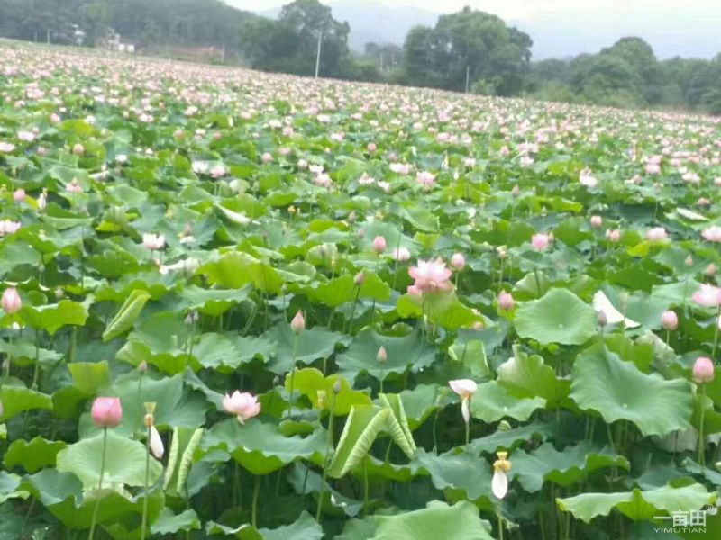 新鲜水果莲上市