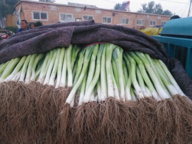山东蔬菜产地冷棚大葱。价格下滑。供货量大