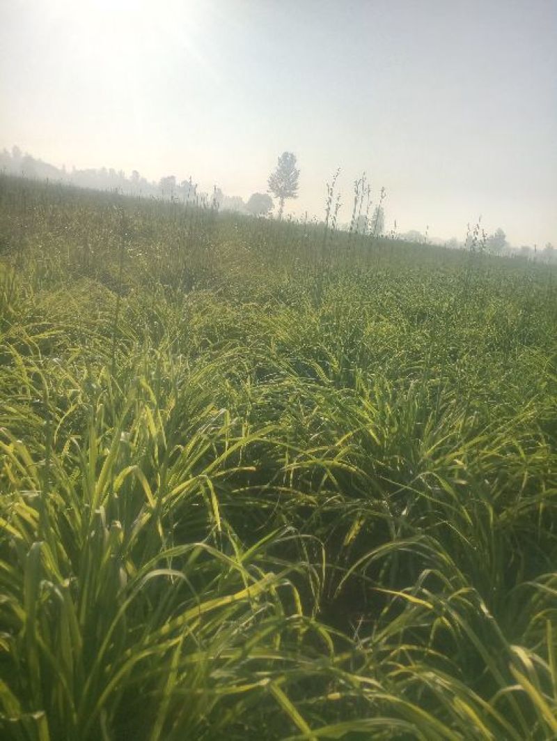 黄花菜，袋装，一级