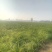 黄花菜，袋装，一级
