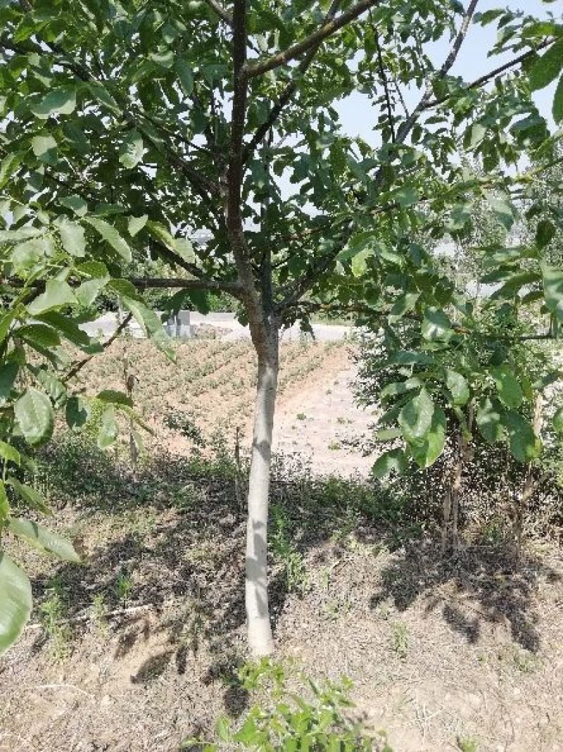 手捏纸皮核桃苗50~100cm
