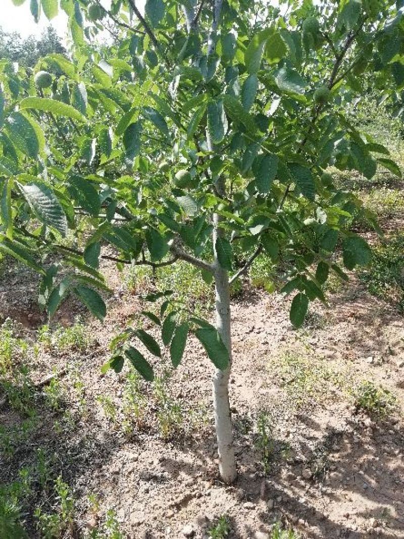 手捏纸皮核桃苗50~100cm