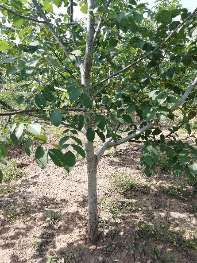手捏纸皮核桃苗50~100cm